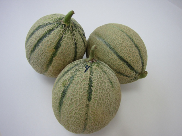 Cantaloupe type melon 55-448 p3