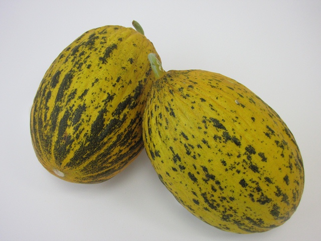 Kirkagac type melon 57-111 p1