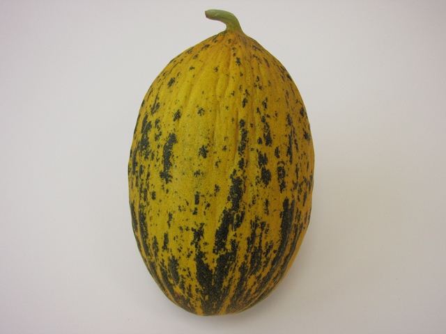Kirkagac type melon 57-111 p2