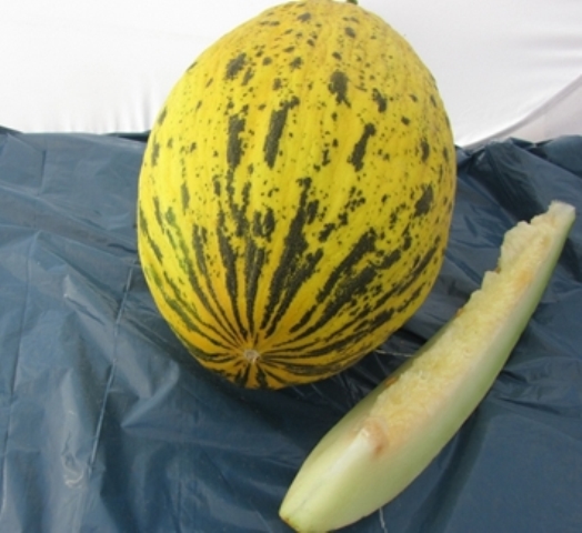 Kirkagac type melon 57-446 p1