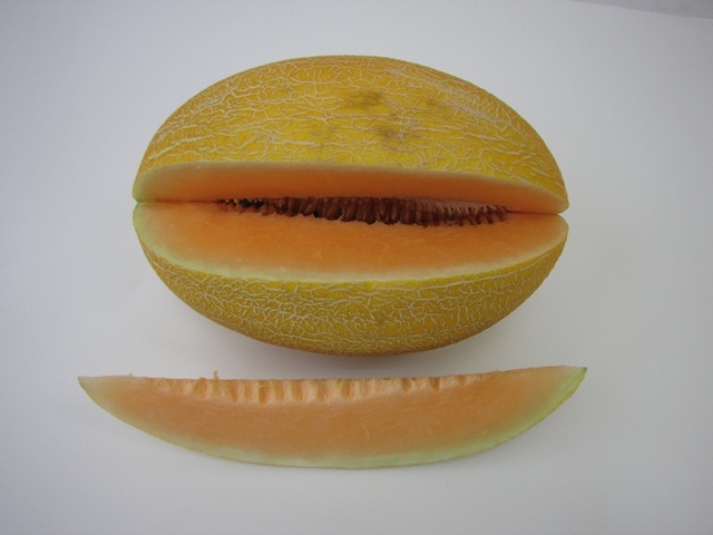 Yellow canary type melon 51-443 p1