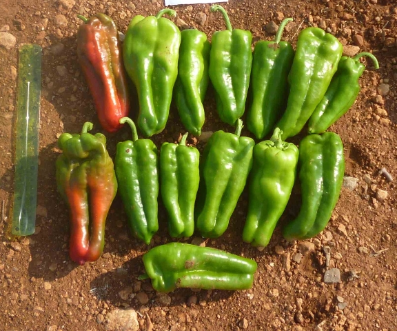 Cubanello pepper type 745-466 p1