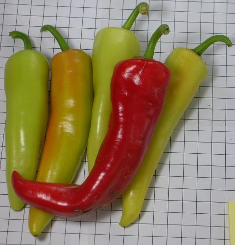 Hot pepper type 750-212 p3