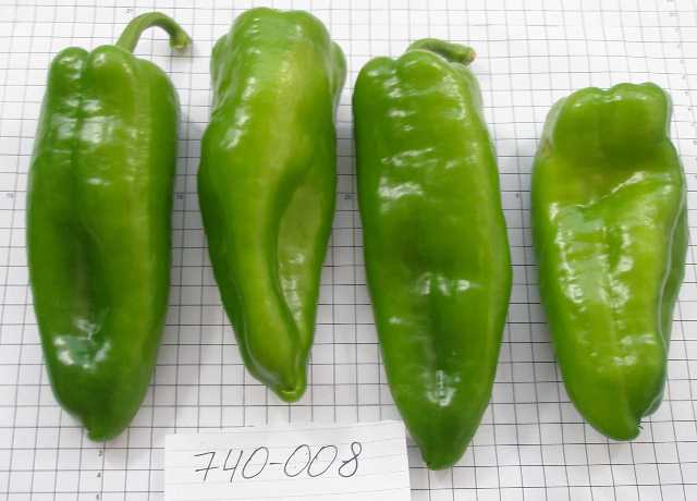 Kapia Type pepper 740-008 p3