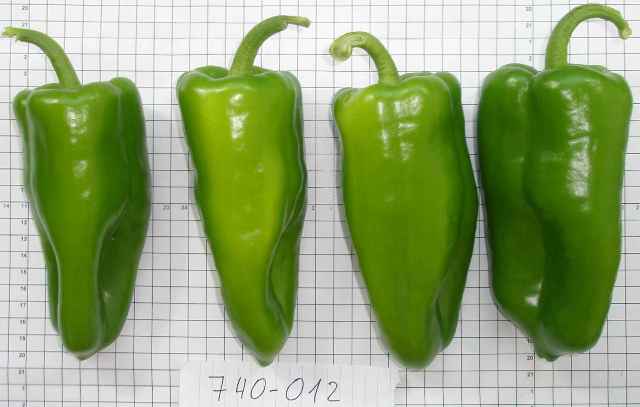 Kapia Type pepper 740-012 p3