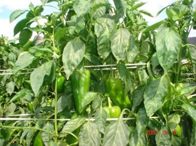 Lamuyo type pepper 7101-101 p3