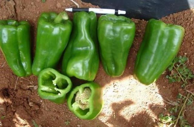 Lamuyo type pepper 7101-101 p2