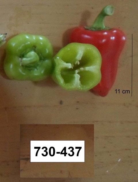 special pepper 730-437 p1