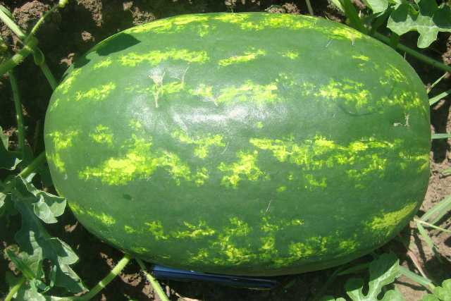 Oblong Fruit watermelon 61-044 p1