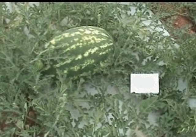 Oblong Fruit watermelon 61-044 p2