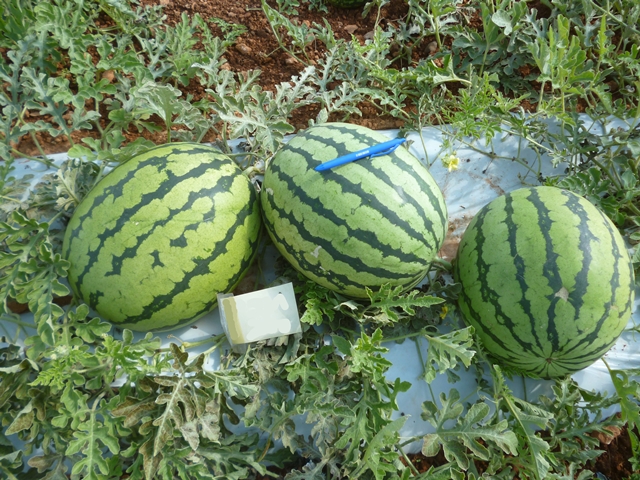 Oval fruit Watermelon 63-602 p2