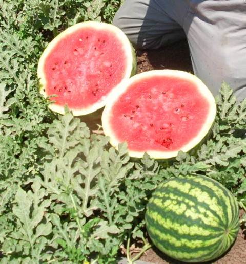 Round fruit Watermelon 62-006 p2