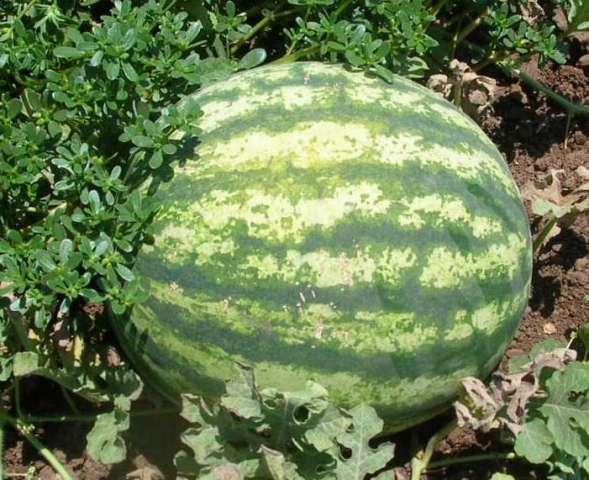 Round fruit Watermelon 62-006 p1