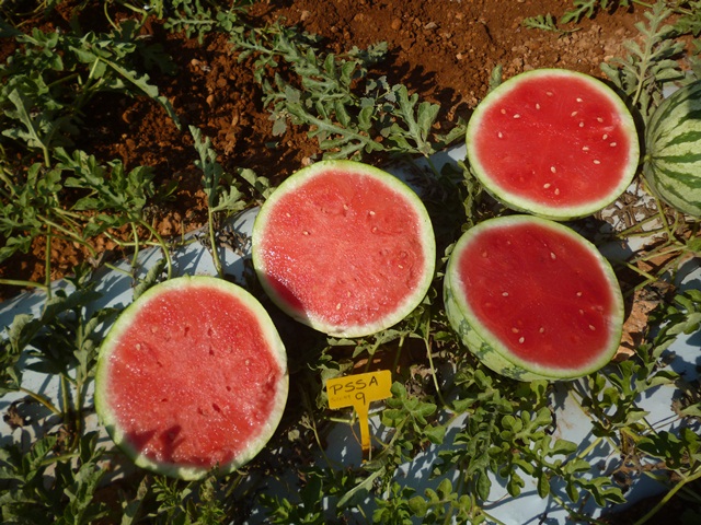 Seedless fruits watermelon 64-603 p1
