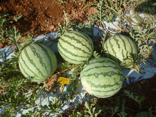 Seedless fruits watermelon 64-603 p2