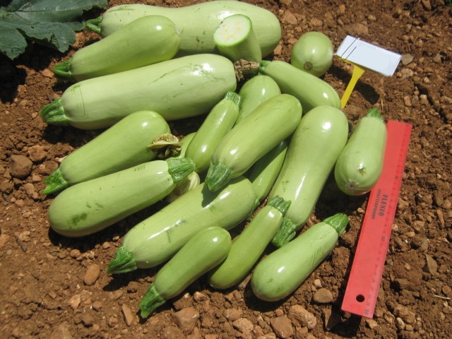 Light green Zucchini 90-374 p4