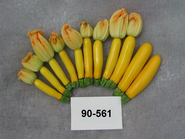 Yellow Zucchini 90-561 p1