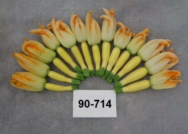 Yellow Zucchini 90-714 p1